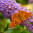 Купон Puzzle (70х70) Принт - BUTTERFLY 91 Разноцветный Тематические EDEN