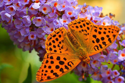 Купон Puzzle (70х70) Принт - BUTTERFLY 91 Разноцветный Тематические EDEN
