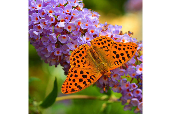 Купон Puzzle (70х70) Принт - BUTTERFLY 91 Разноцветный Тематические EDEN