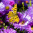 Купон Puzzle (70х70) Принт - BUTTERFLY 92 Разноцветный Тематические EDEN