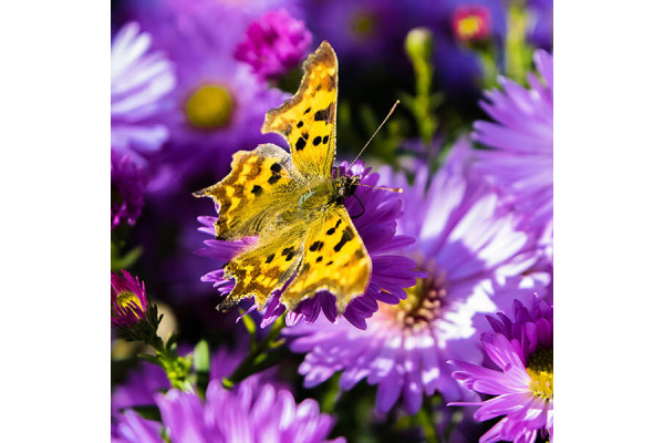 Купон Puzzle (70х70) Принт - BUTTERFLY 92 Разноцветный Тематические EDEN