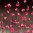 Купон Puzzle (70х70) Принт - FLOWERS 181 Разноцветный Тематические EDEN