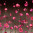 Купон Puzzle (70х70) Принт - FLOWERS 182 Разноцветный Тематические EDEN