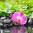 Купон Puzzle (70х70) Принт - FLOWERS 82 Разноцветный Тематические EDEN