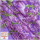 Шифон принт Арт.: SRTK-142400