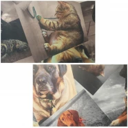 Ткань KANSAS FRIENDS  MT-01814